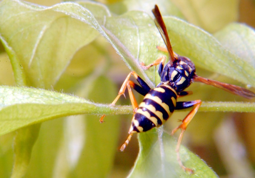 Polistes gioca a rimpiattino